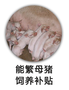 能繁母猪饲养补贴