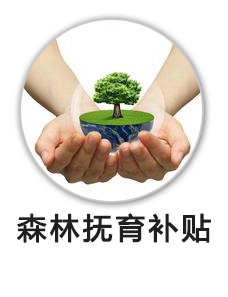 森林抚育补贴项目