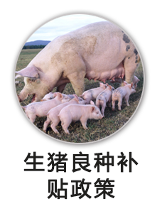 生猪良种补贴政策