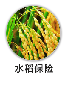 水稻保险