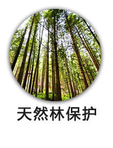 天然林保护