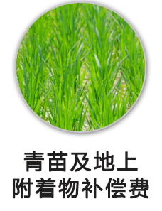 青苗及地上附着物补偿费
