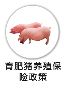 育肥猪养殖保险政策